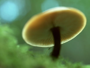 close-up photo of brown mushroom ay daytime